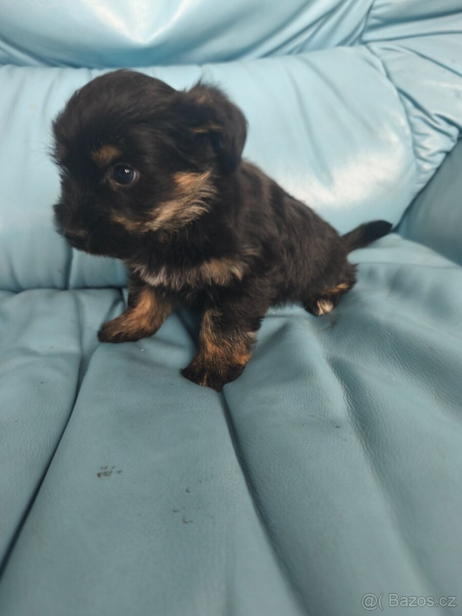 Jorkšírský teriér - 5