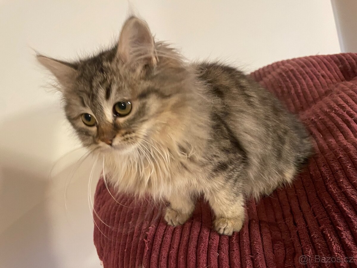 Sibiřská kočka s PP - 5