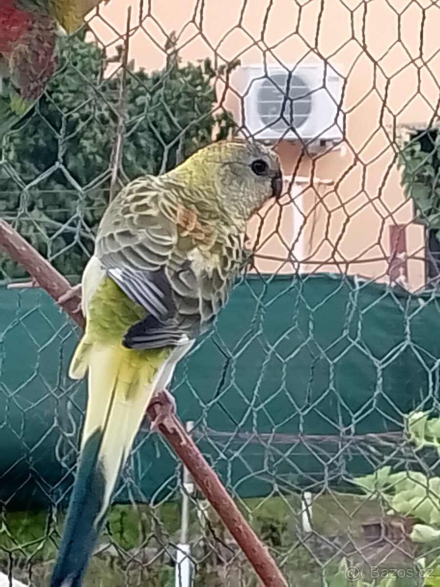 Papoušek zpěvavý - 5