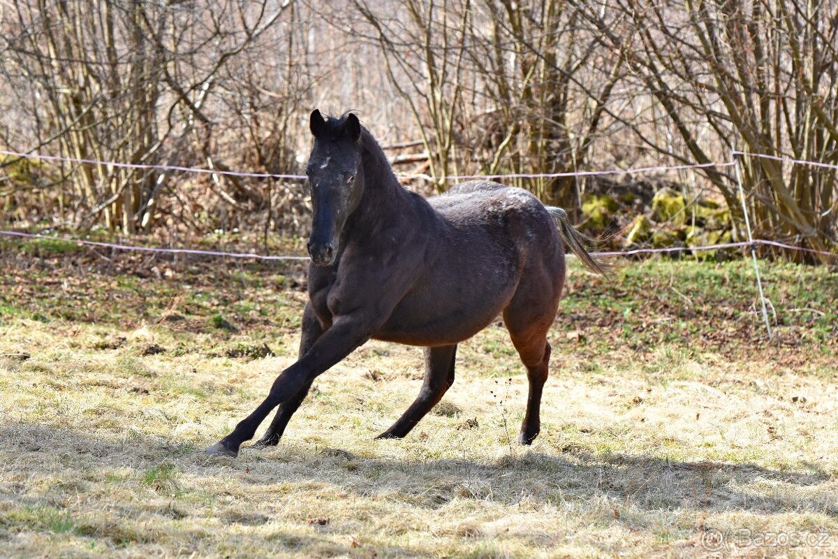 Appa x QH klisna 2,5 roku - 5