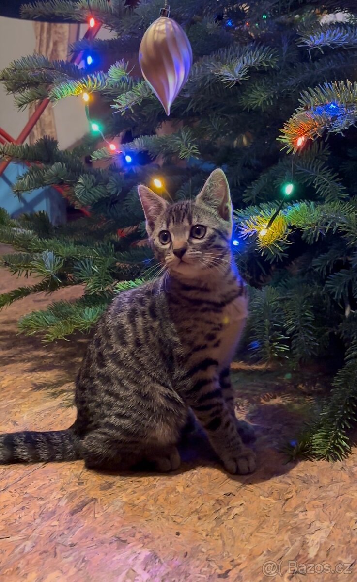 Bengálská X domácí kočička - 5