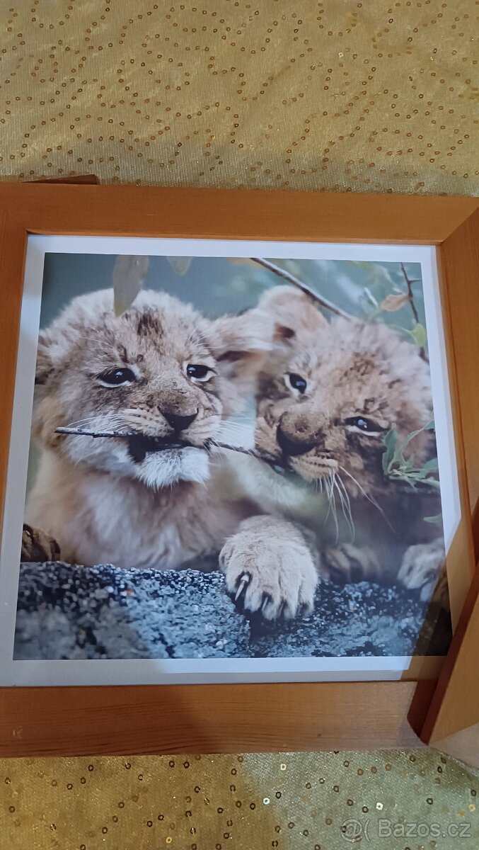 Obrázky v rámu 3ks se zvířaty - 5