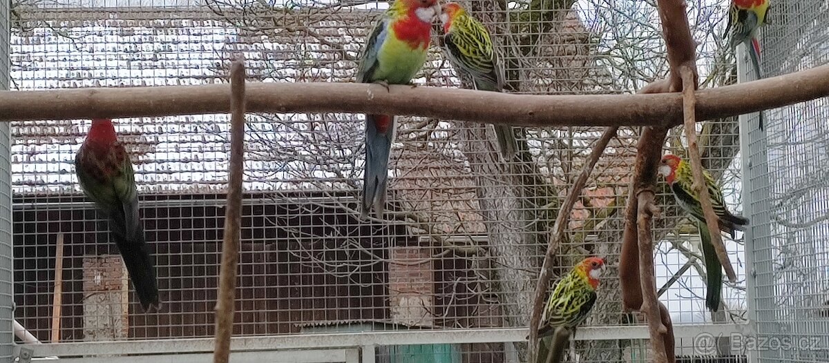 Rosela pestrá 1.4 - 5