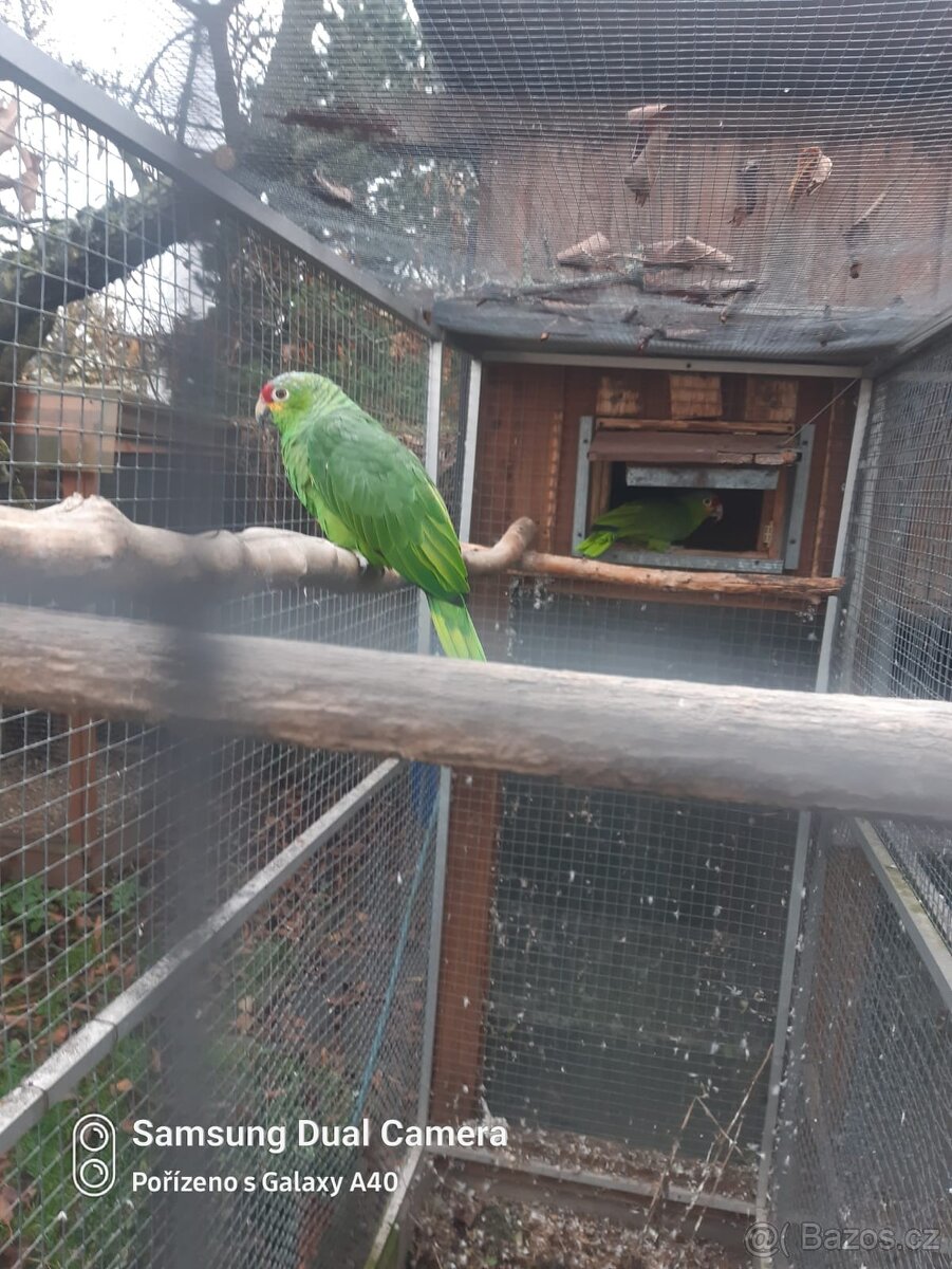 Amazonan zlutolici - 5