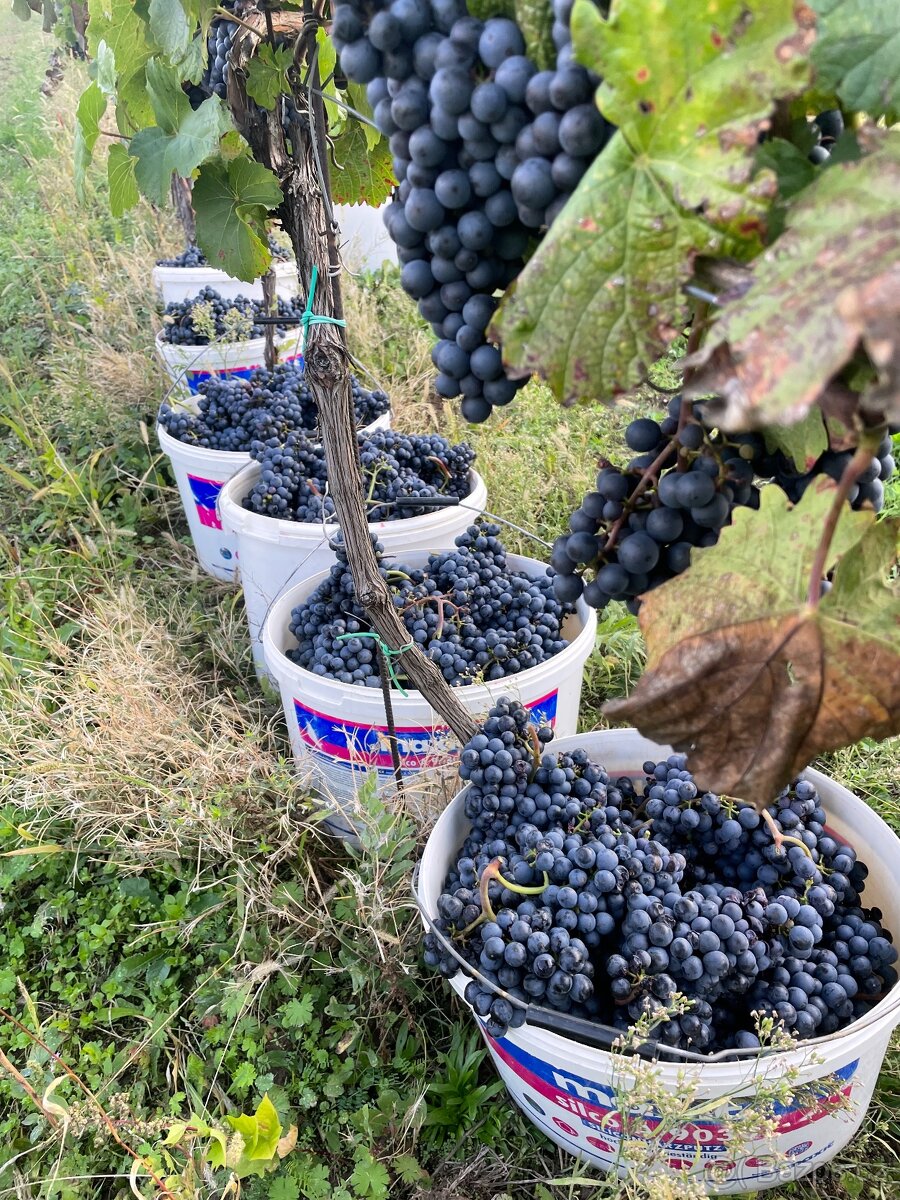 Hrozny bílé, modré - 5