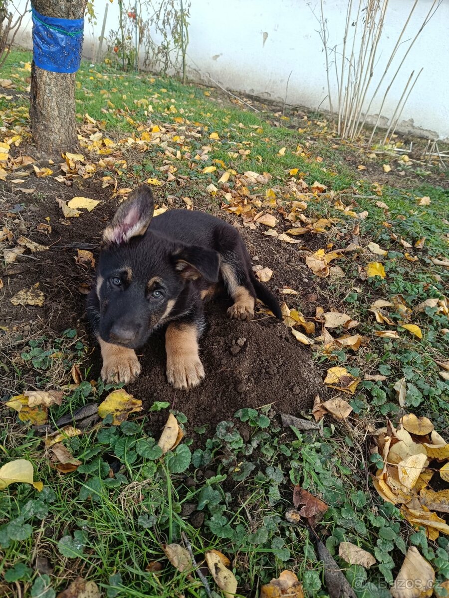 Německý ovčák - 5