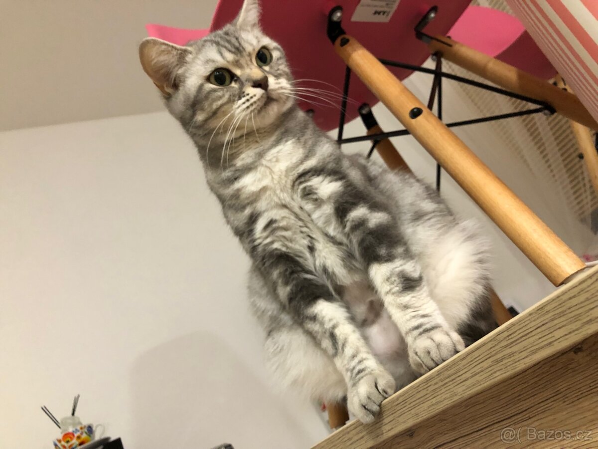 Úžasná britská krátkosrstá kočička - 5