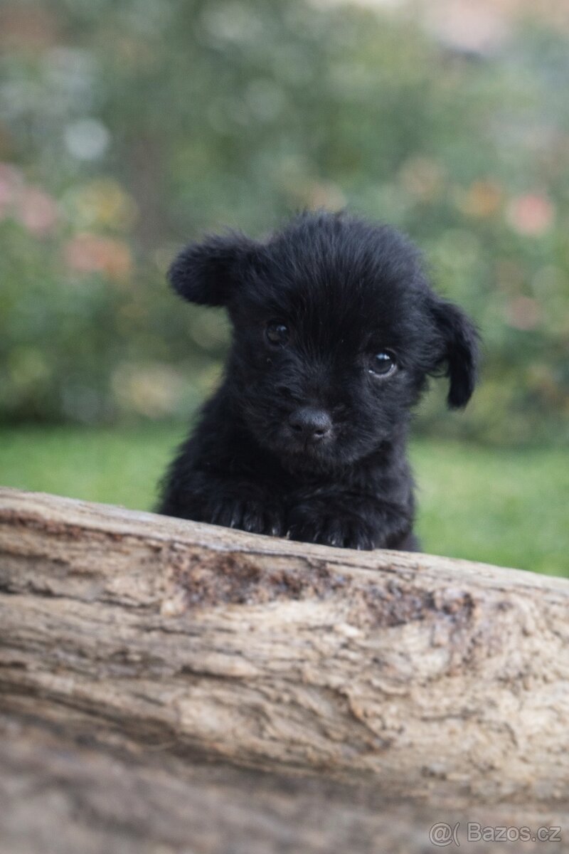 Jorkšírský teriér bez pp - 5