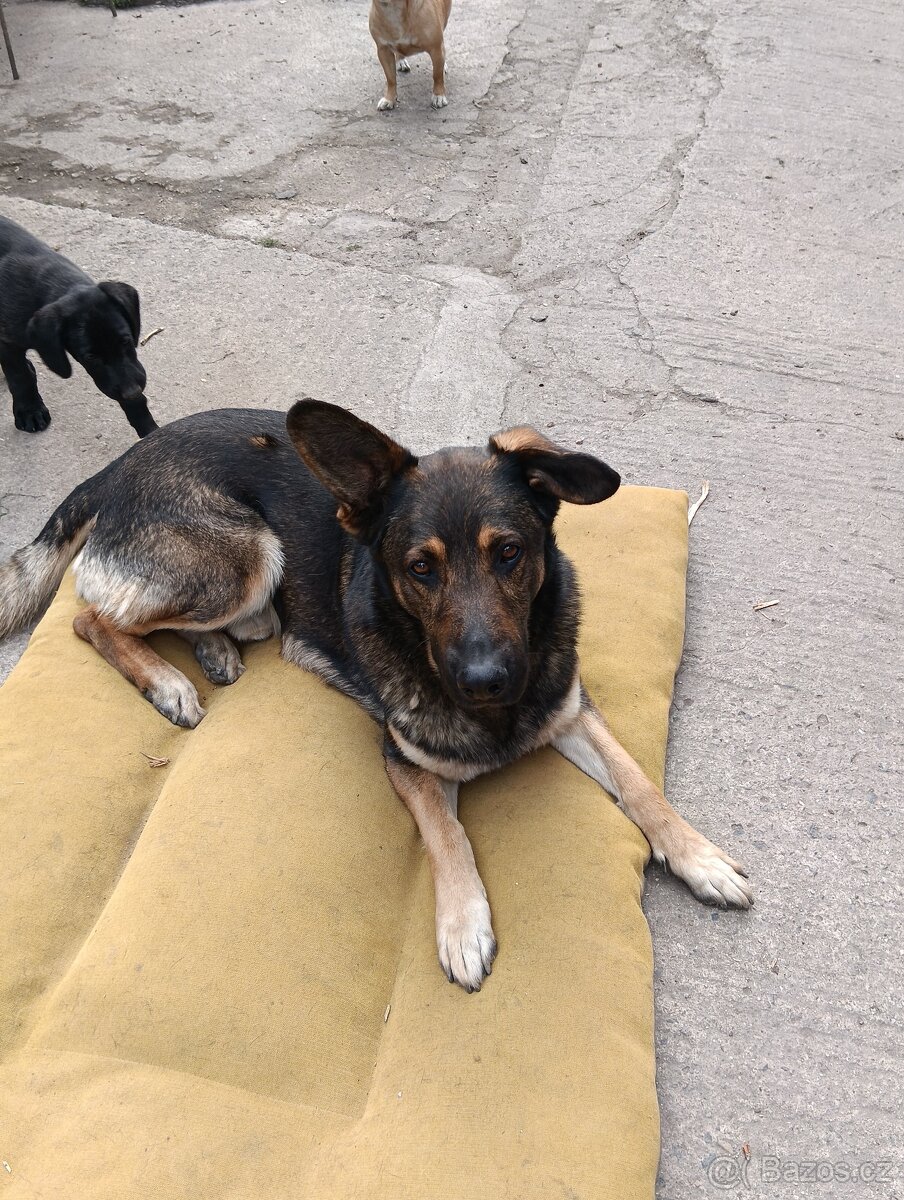 Štěňátka - 5