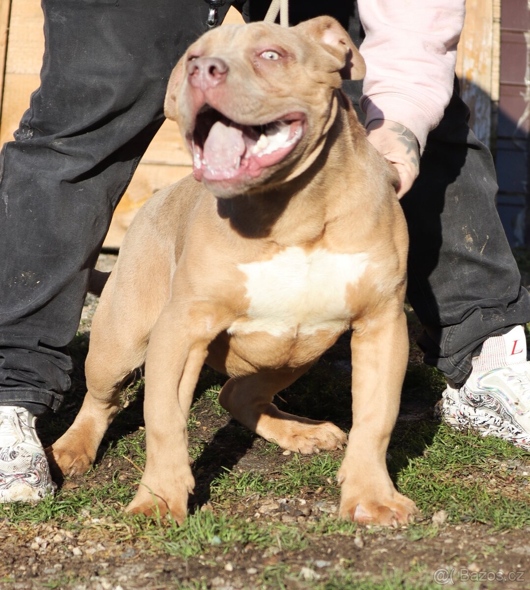 American bully XL - 5