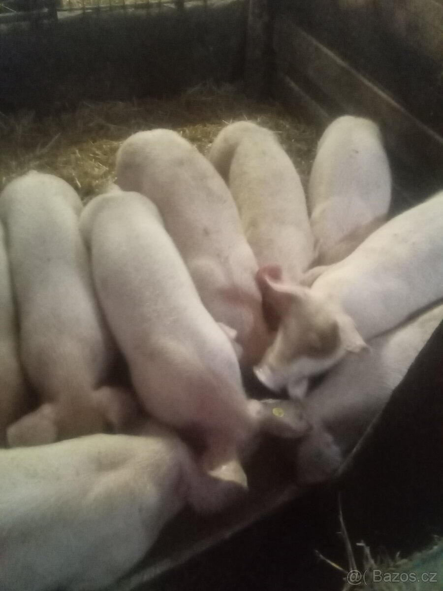 selata a prasata - 5