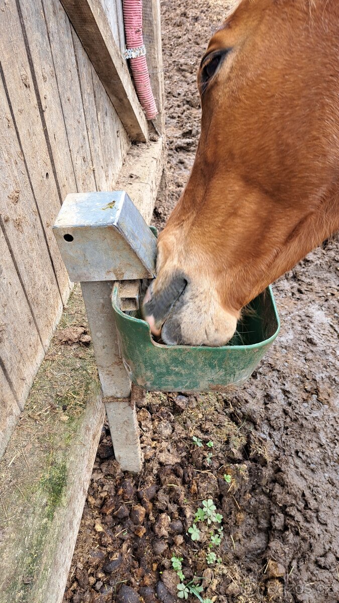 Ustájení koní - 5