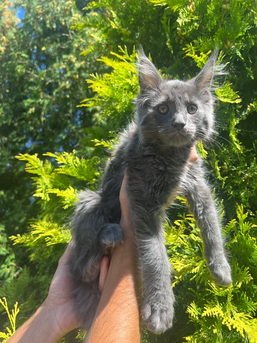 Mainská mývalí - 5