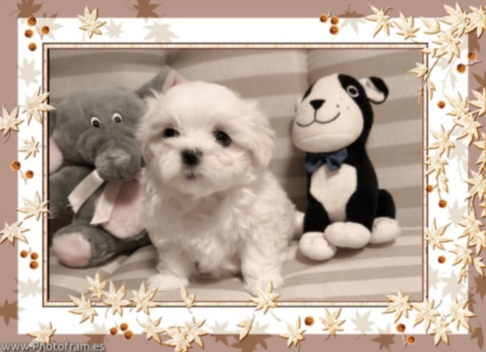 Maltézský psík s PP FCI - 5