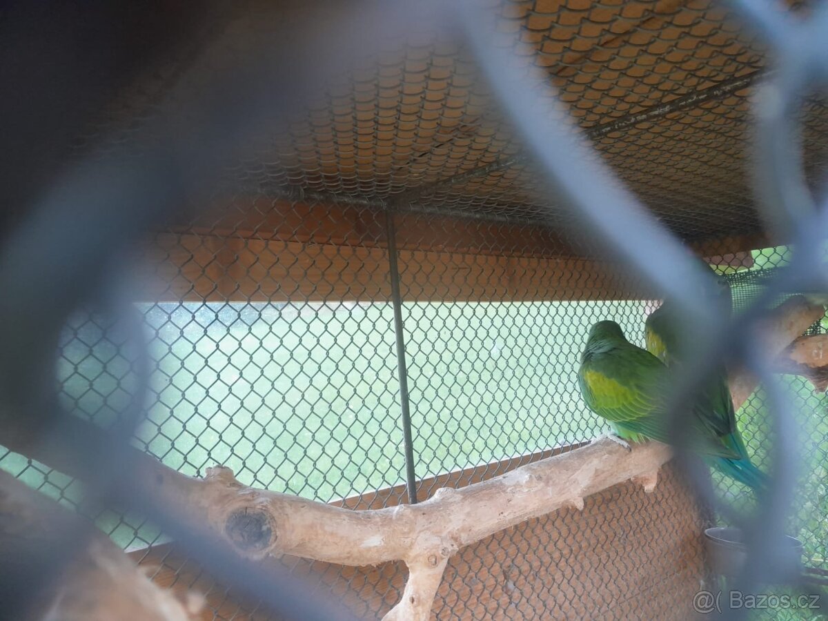 ALEXANDR ČÍNSKÝ - 5