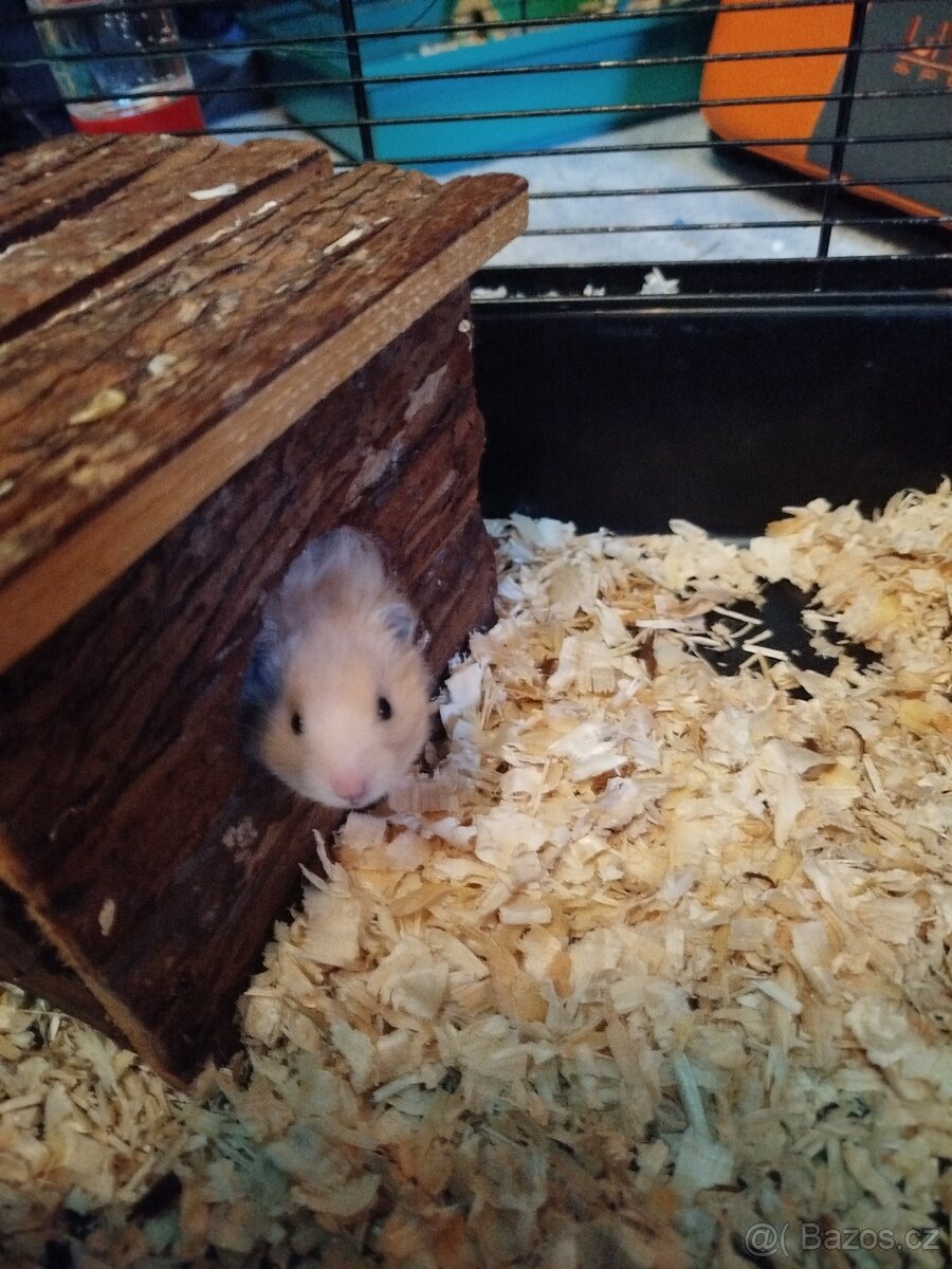 Křeček syrský - 5