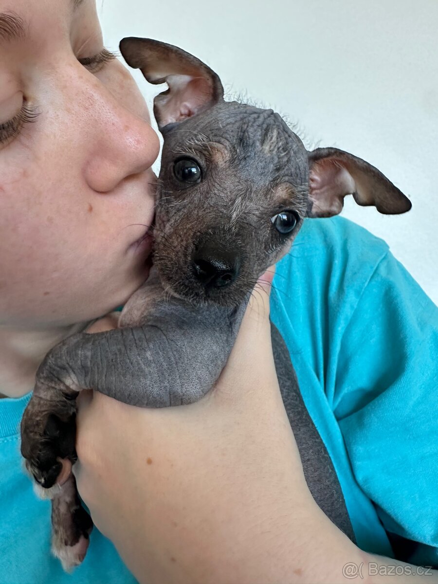 Hairless čivava - naháč - 5