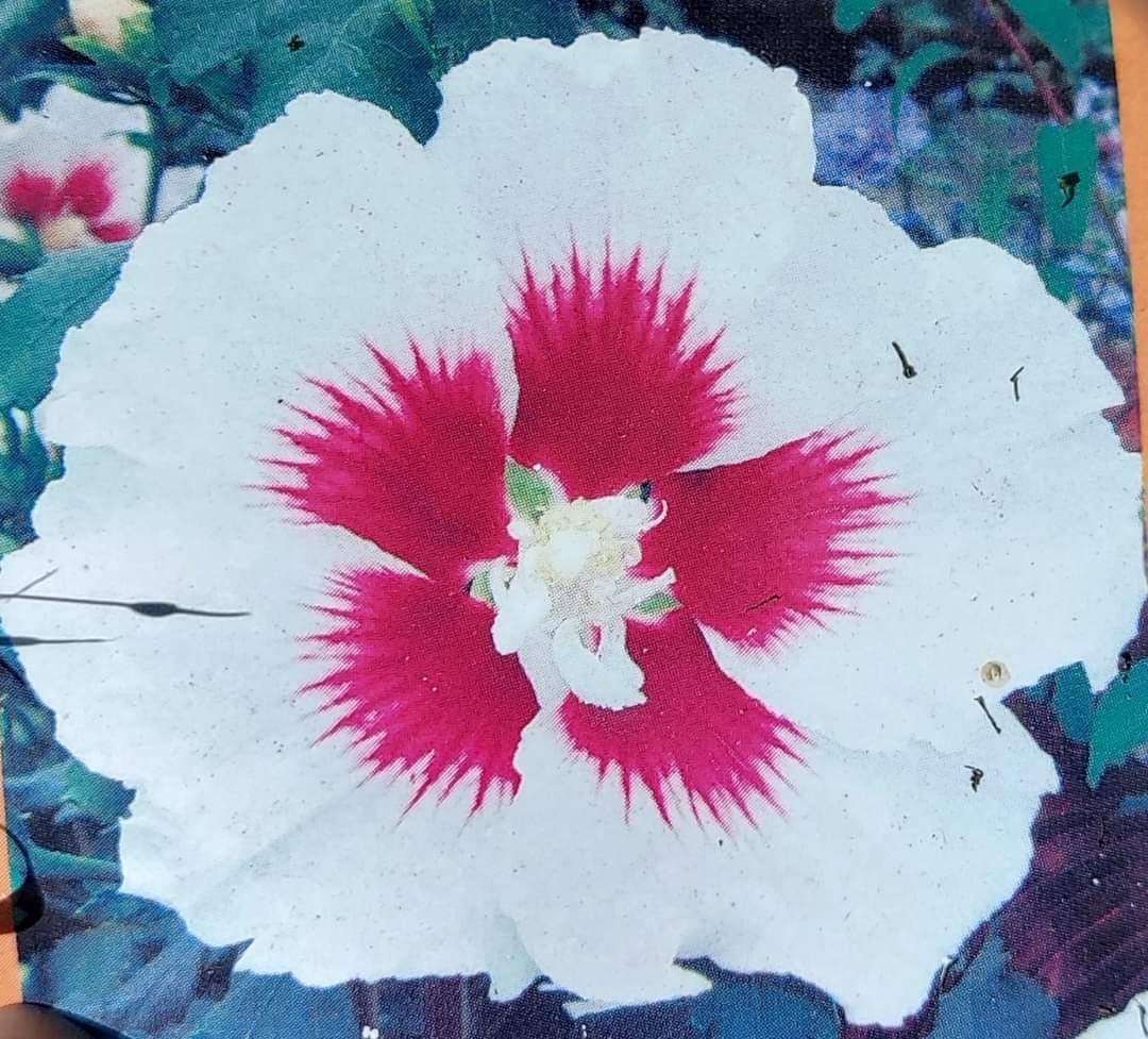 Ibišek syrský venkovní různé barvy - 5