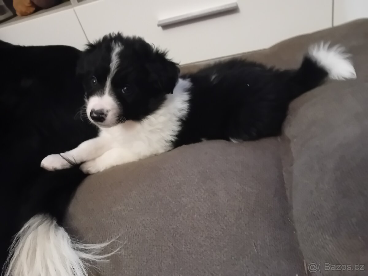 Border kolie bez PP - 5