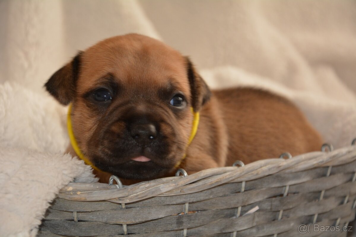 Stafordšírský bulterier - 5