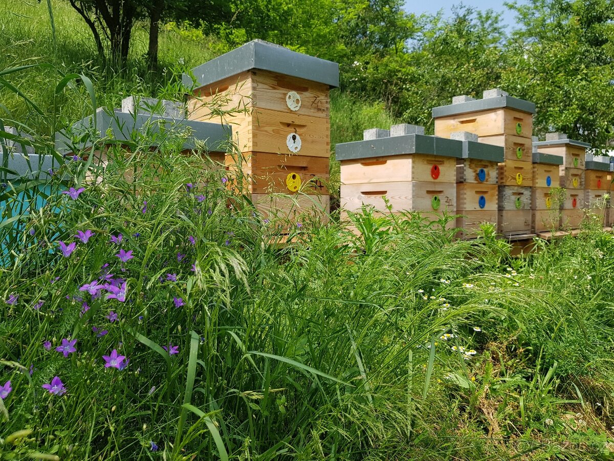 Včelí oddělky Langstroth 2/3, 6 rámků, 2026 - 5