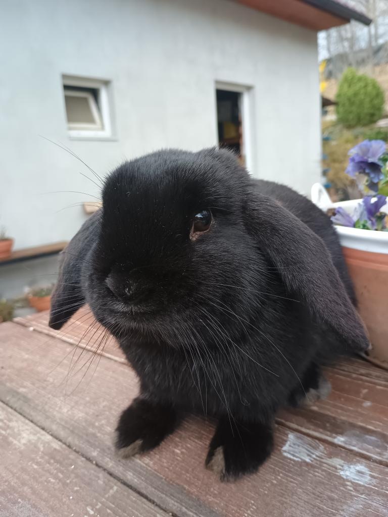 Zakrslý beránek sameček černý - 5