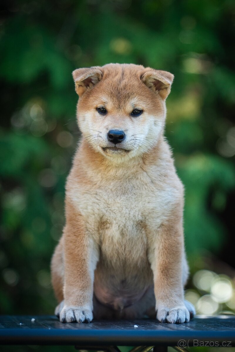 Štěňata Shiba Inu s PP ČMKU/FCI - 5