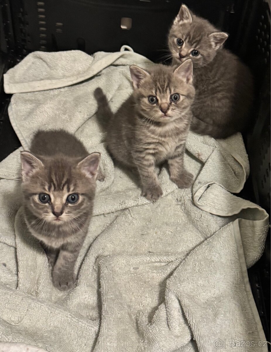Na prodej 3 krásná koťátka – Britská modrá × Ragdoll - 5