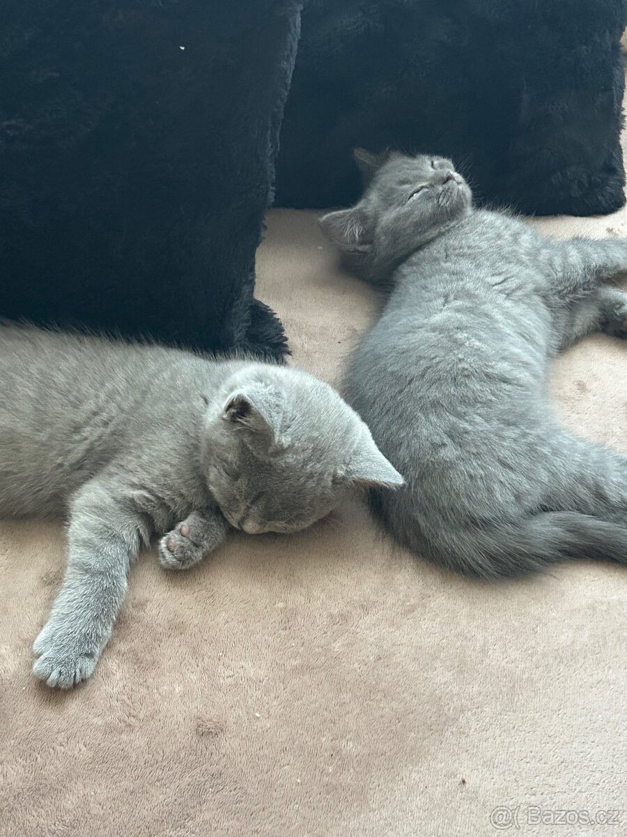 Britská koťátka - 5