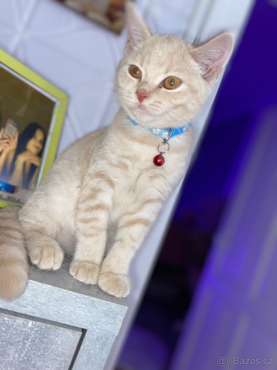 Křížená britská kočka - 5
