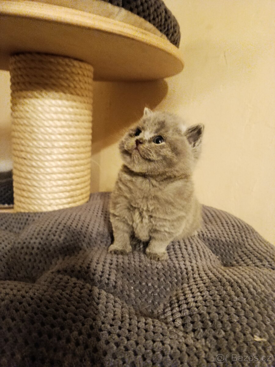 Britská krátkosrstá modrá s PP - 5