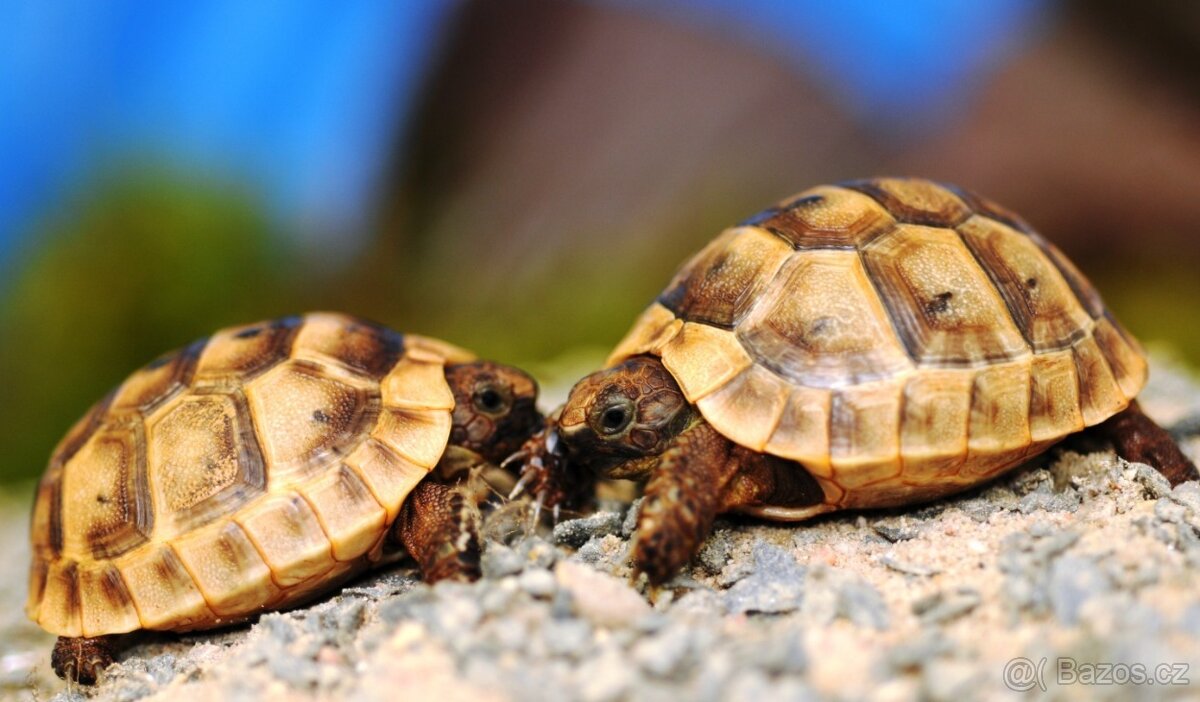 Suchozemské želvy a terária - osobní rozvoz po celé ČR - 5