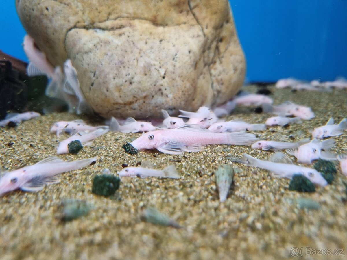 Tlamovci malawi + tanganika - 5