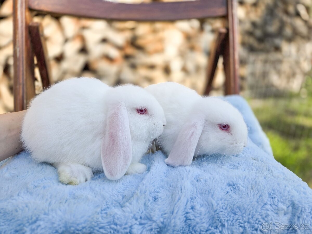 Zakrslý králíčci - 5