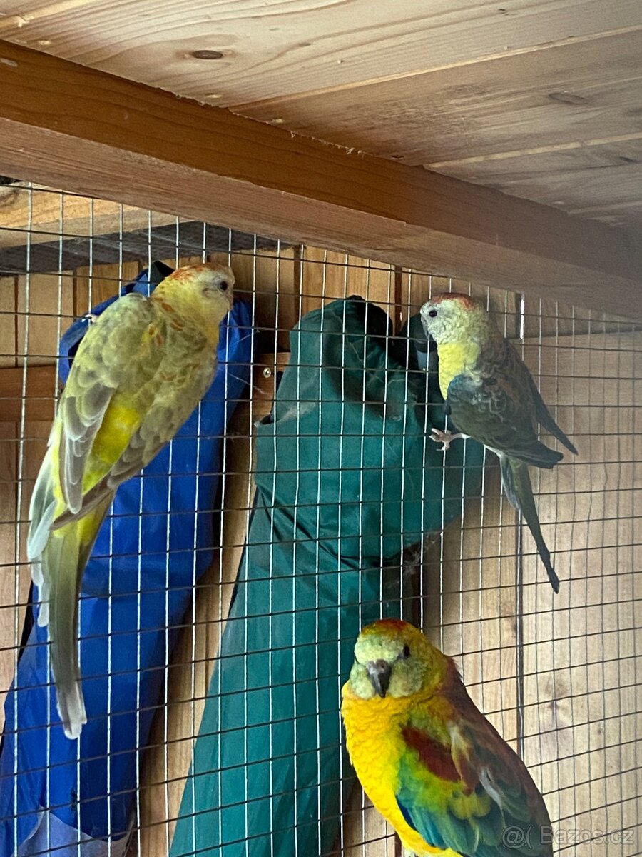 Papoušek zpěvavý - 5