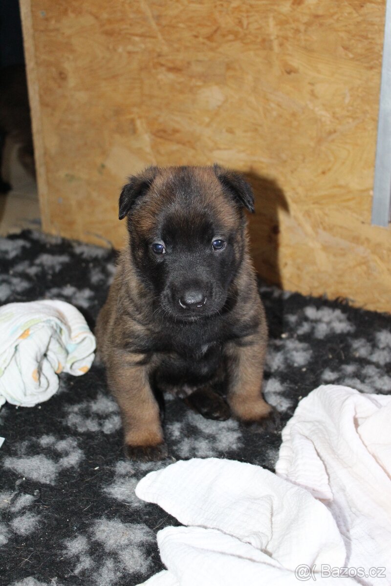 Belgický ovčák malinois s PP - 5