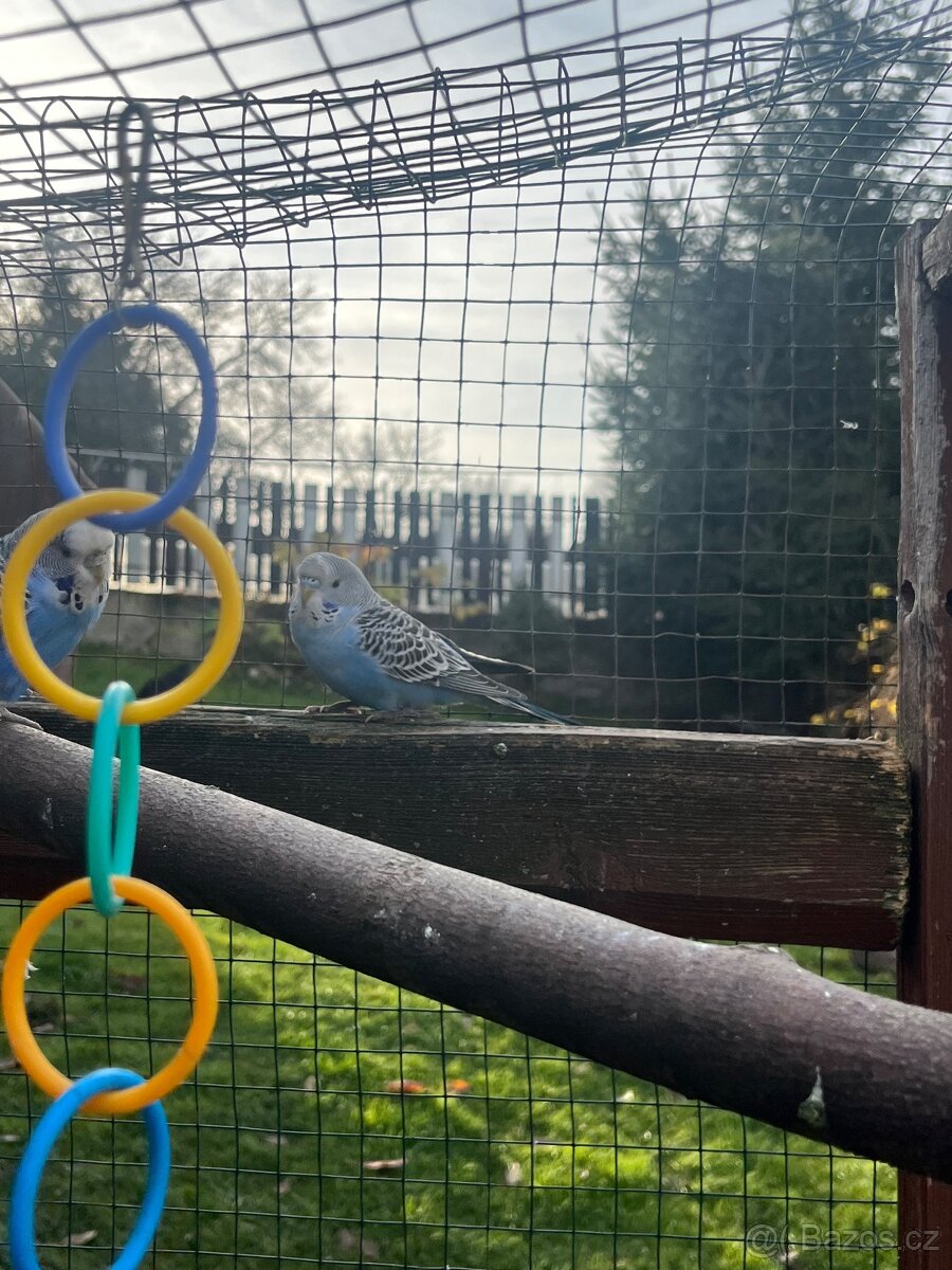 Andulka vlnkovaná - 5