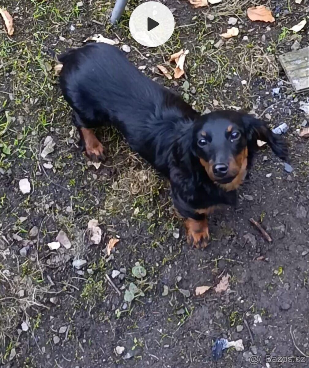 Jezevčík štěně - 5