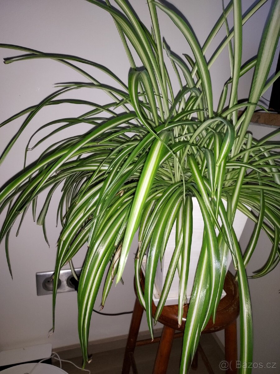 Mix pokojových rostlin
Cena dohodou, vyzvednutí Praha 8 - 5