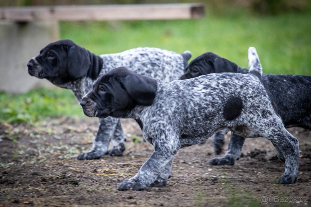 Štěňata - německý krátkosrstý ohař - 5