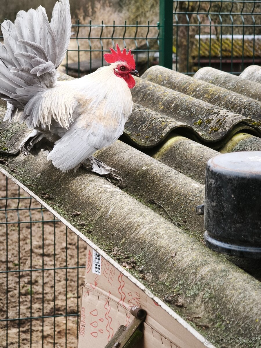 Zakrslí kohouti - 5