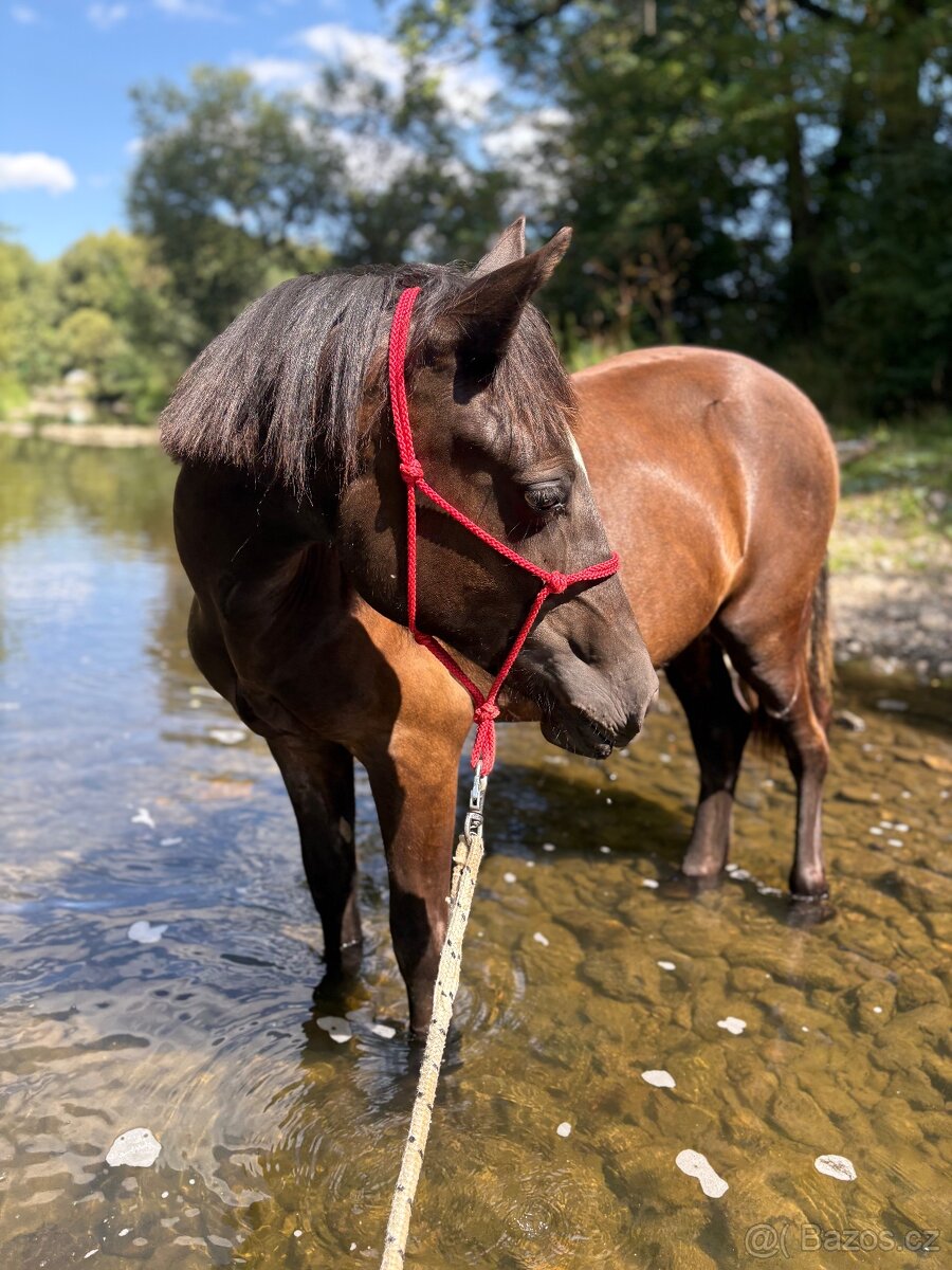 Welsh part bred klisna s PP - 5