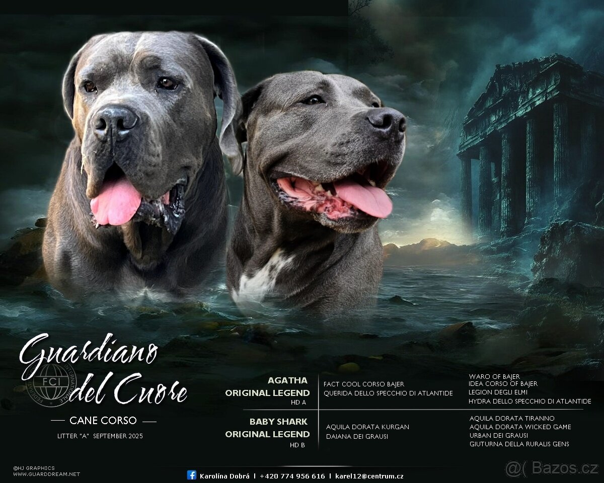 Cane Corso – fenečka s PP | k prodeji - 5