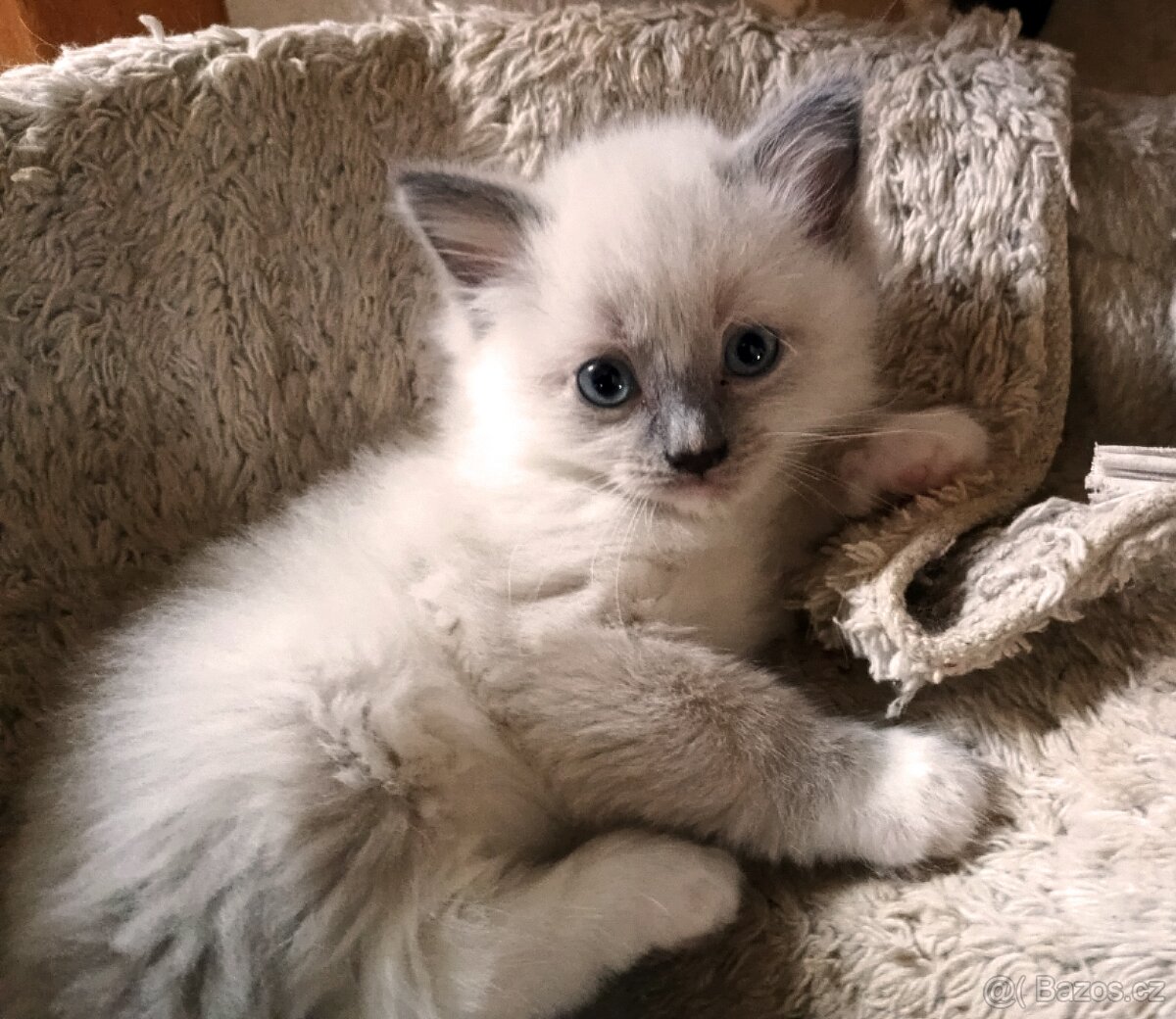 koťátka Ragdoll - 5