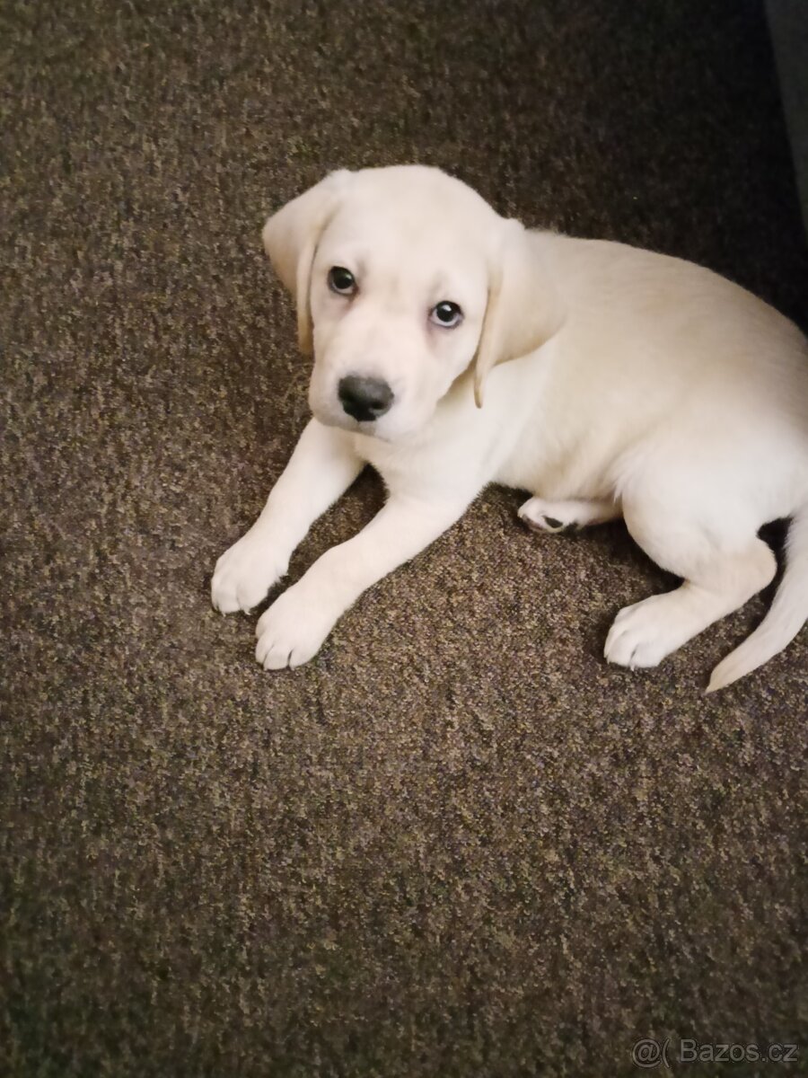 Labrador retriever bezPP - 5