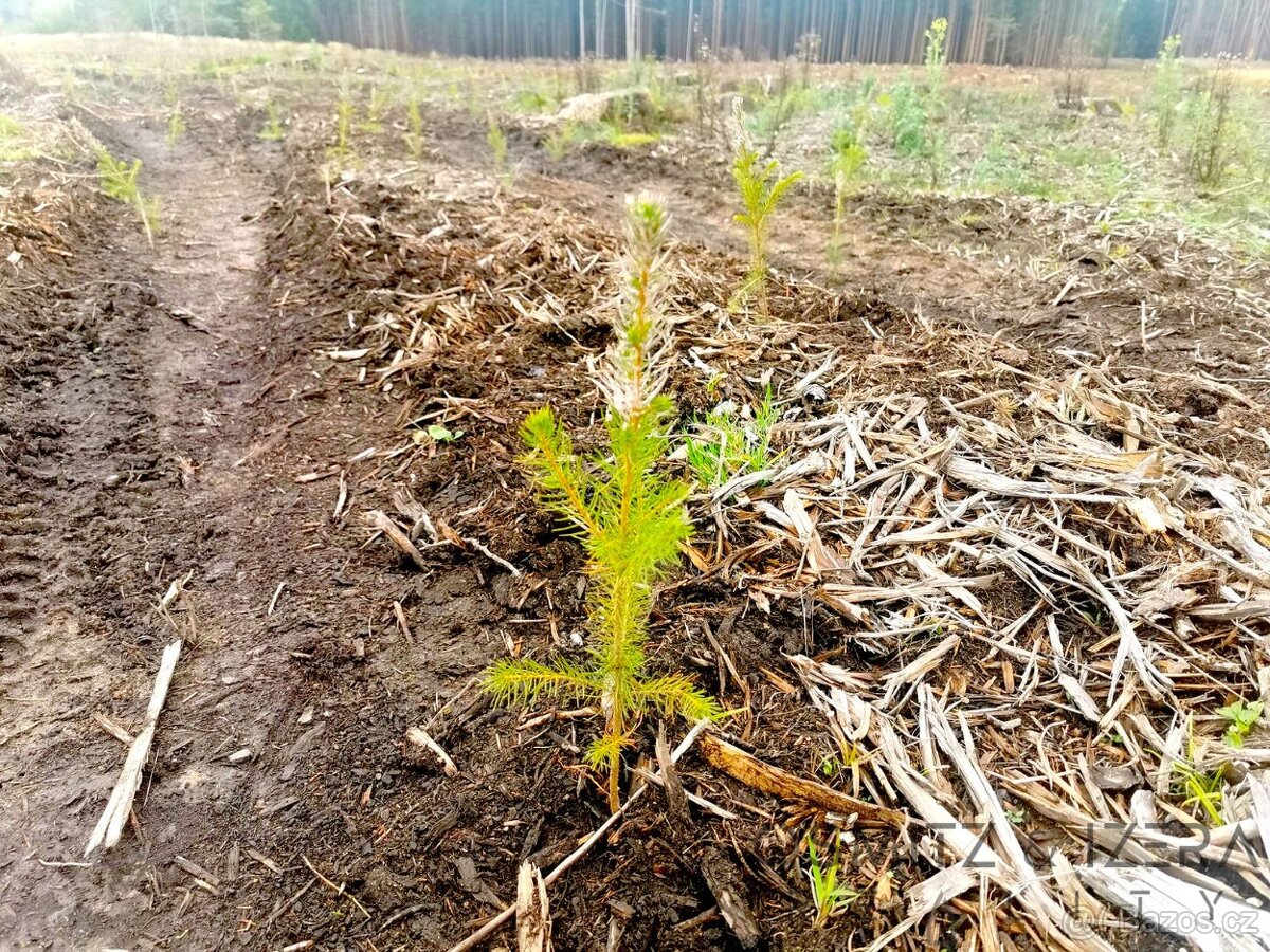 Prodej lesa 233 155 m² Žďár u Nové Včelnice - 5