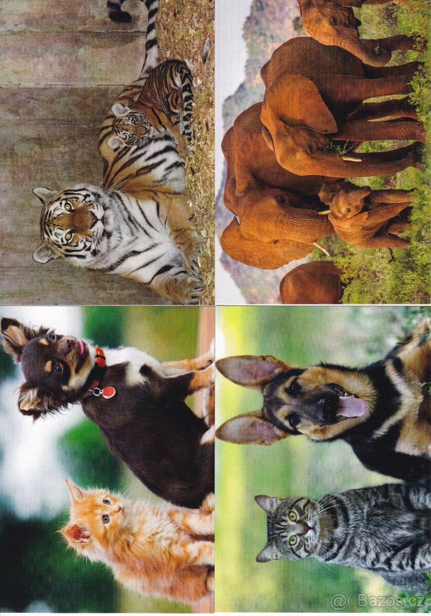 pohledy zvířat - 5