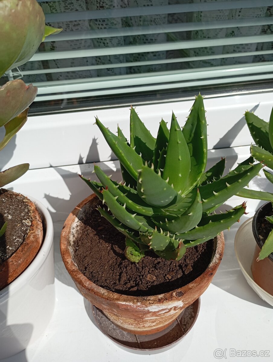 Aloe - 5