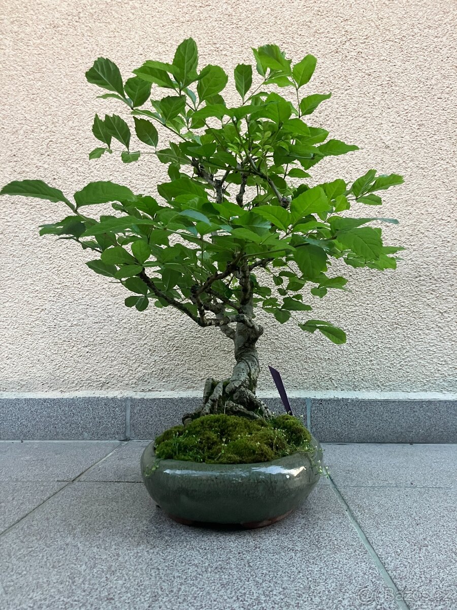 Bonsai, Bonsaj, jasan ztepilý - 5