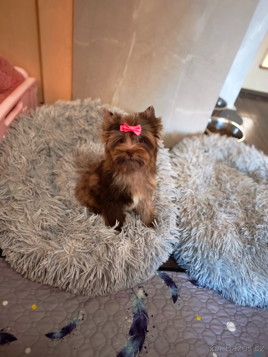 Štěňátka barevný jorkšírský teriér s pp - 5